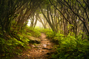 Craggy Gardens on Appalachian Trail near Asheville NC