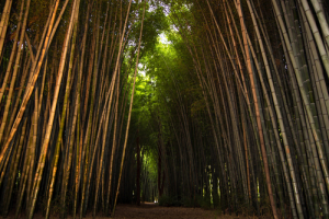 Bamboo Forest in Cherokee, North Carolina