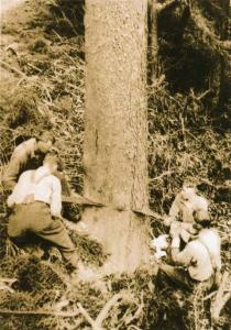 Los aserradores derriban un árbol con sierras de corte transversal