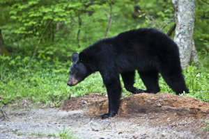 wild bear in the Smoky Mountains