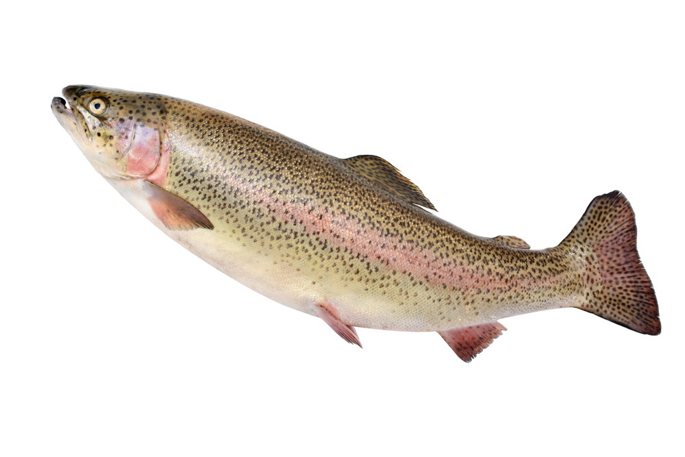 Rainbow Trout