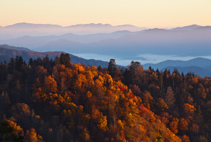 Orange trees in the view of Mt Leconte in the fall