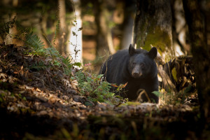 Smoky Mountain black bear in the Smoky Mountains