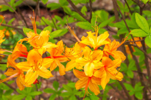 Smoky Mountain wildflowers flame azaleas