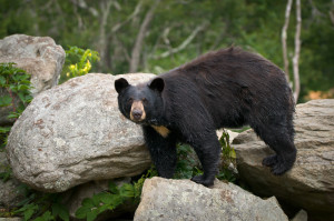 black bear near Smoky Mountain visitor center